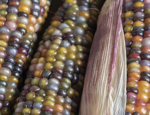 Corn Glass Gem (Rainbow Corn)