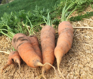 Carrot Flakkee Long Red Giant Seeds - 30 Seeds