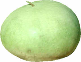 Gourd Bushell (Giant Round) - 5 Seeds