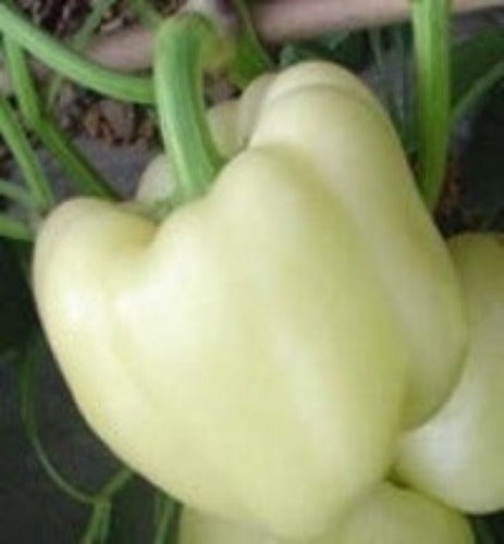 An interesting white flesh, almost opaque on this White Diamond Capsicum.
