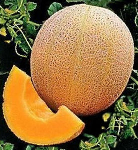 Cantaloupe (Rockmelon) Hales Best - 30 Seeds