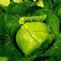 Robinsons Champ Cabbage is a large green cabbage with white heart leaves inside.