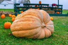 Load image into Gallery viewer, Pumpkin Atlantic Giant Seeds (180kg+) - 5 Seeds