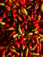Load image into Gallery viewer, Birds Eye Chilli - 30 Seeds