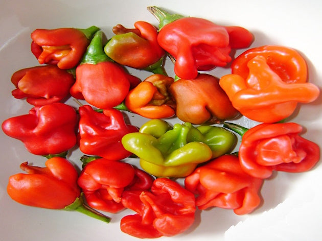 Capsicum Bell Chilli (Bishops Crown) - 20 Seeds