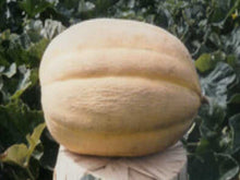 Load image into Gallery viewer, Cantaloupe North Carolina Giant - 5 Seeds