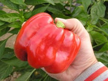 Load image into Gallery viewer, Capsicum Chinese Giant - 20 Seeds