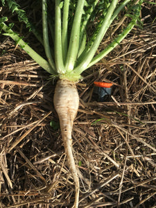 Radish Mammoth White - 30 Seeds