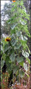 Sunflower Giant Russian - 10 Seeds
