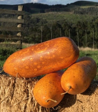 Load image into Gallery viewer, The Russian Giant Cucumber can grow large and yellow, but is very tasty at a younger age, when skin is light green, a little like an apple cucumber.