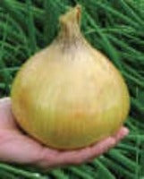 Onion Ailsa Craig Exhibition Seeds (2kgs+) - 30 Seeds