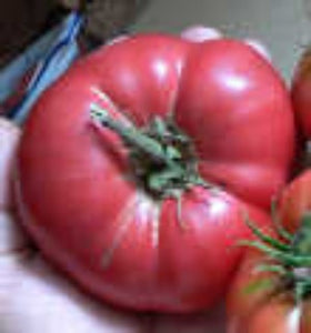 Tomato Belgium Giant - 30 Seeds