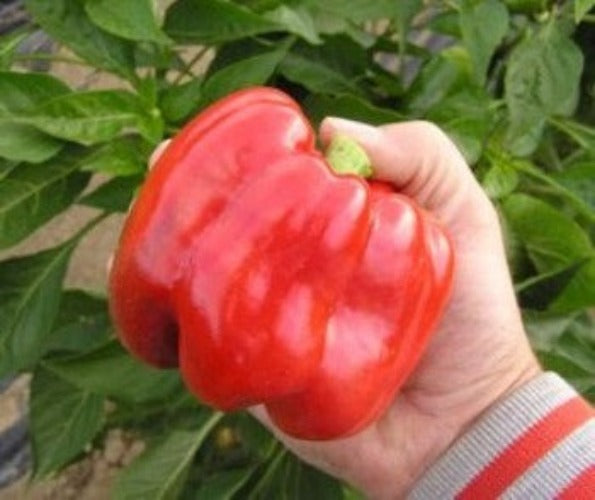 Giant Chinese Capsicum can grow very big, and bright red and is still perfect for eating.