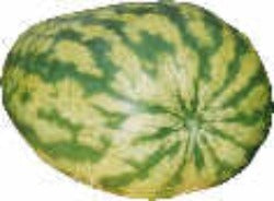 Watermelon Carolina Cross 90kg+ - 5 Seeds