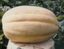 Load image into Gallery viewer, North Carolina Giant Canteloupe, can grown to be very big, but can also be grown in the home garden.