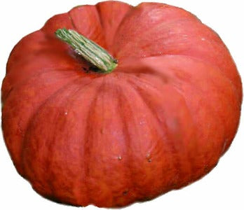 Pumpkin Halloween Cinderella - 5 Seeds