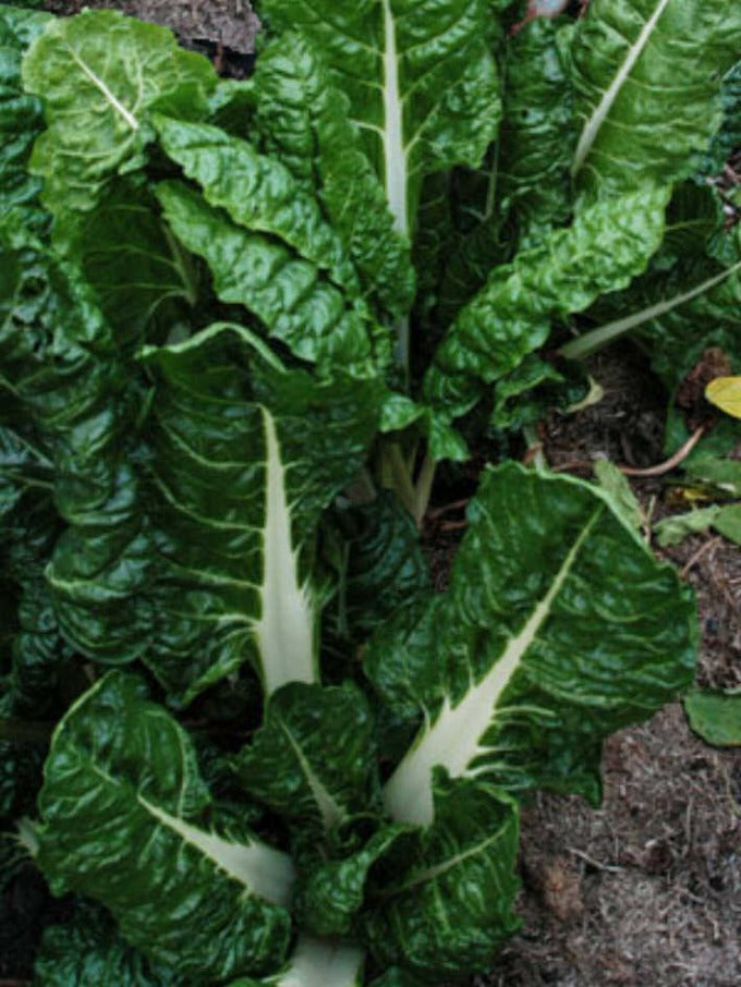 Silverbeet Giant Fordhook - 40 Seeds
