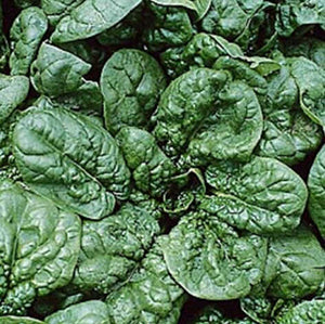 Spinach Giant Noble - 30 Seeds