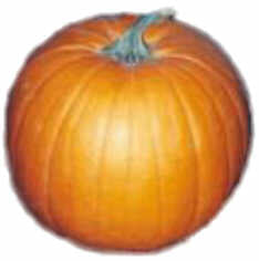 Pumpkin Jack O' Lantern - 5 Seeds