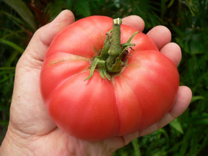 Tomato Monster - 30 Seeds