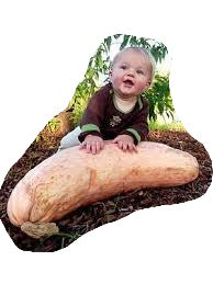 Pumpkin Pink Banana Jumbo Seeds - 5 Seeds