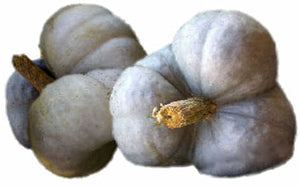 Pumpkin Triamble Seeds - 5 Seeds