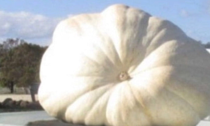 Pumpkin Atlantic Giant Seeds (360kg+) - 5 Seeds