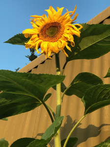 Sunflower Giant Russian - 10 Seeds