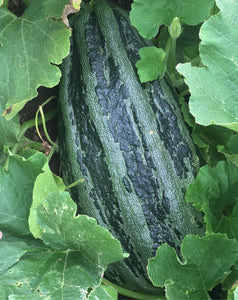 Marrow Giant Seeds - 5 Seeds