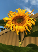Load image into Gallery viewer, Sunflower Giant Russian - 10 Seeds