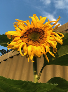 Sunflower Giant Russian - 10 Seeds