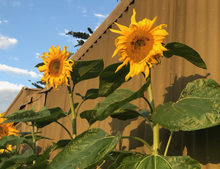 Load image into Gallery viewer, Sunflower Giant Russian - 10 Seeds