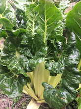 Load image into Gallery viewer, Silverbeet Giant Fordhook - 40 Seeds