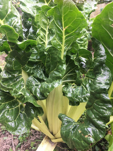 Silverbeet Giant Fordhook - 40 Seeds