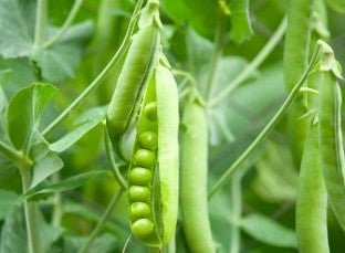 Peas Shelling (40 seeds)